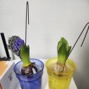 아구에꽃이피네 이미지