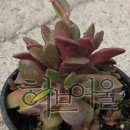 더다육