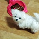 장원동물병원 이미지