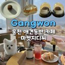 홍천축협동물병원 | 홍천 애견동반카페 마켓지디씨 두바이쫀득쿠키 내돈내먹 솔직후기