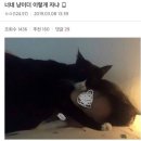 아..나만 고양이 없어 이미지