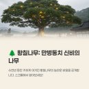 건강나무열매(줄기관) 태권도장 | 황칠나무 효능 부작용 열매 잎 영양성분 복용법 총정리