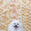 견생의하루 펫살롱 일산본점 이미지