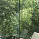 림카페 | 담양 카페 림 방문 후기, 대나무 뷰와 함께 즐기는 평일 오후의 여유