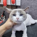 은밀하개위대하개 이미지