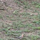 왕릉김밥 이미지