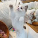 익산고양이분양 인생내캣 | 수원렉돌분양 귀여운 새끼고양이 입양