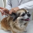 서울동물병원 앞 이미지