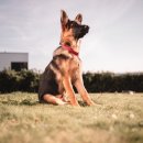 레오동물병원 이미지