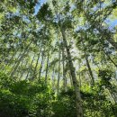 자작나무숲 가는 길 이미지