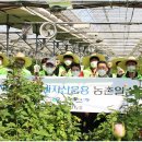 장미농원 이미지