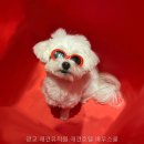 강성호반려견스쿨(수원점) | 광교 애견유치원 애견호텔 바우스쿨 안전한 반려견 관리 정보