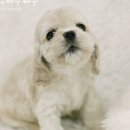 오케이독 | 중구코카스파니엘분양, 오케이독에서 건강하고 사랑스러운 가족 맞이하자!