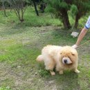 (재업)차우차우 강아지 분양 합니다. 이미지
