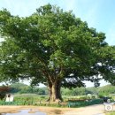 느티나무 이미지