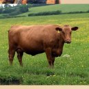 대형애견 이미지