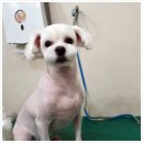 아지양이 펫샵 이미지