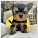 펫365 강아지분양 고양이분양 전주본점 이미지