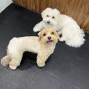 힐링힐링 반려견 교육 유치원 | 강아지 유치원 뭐하는 곳일까 가격 비용 장단점 말티푸 베이지 실제 후기