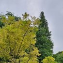 황금회화나무(22.7.27) 이미지