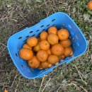 우영 | 제주 귤따기 체험 후기｜제주 동쪽 가성비 최고 감귤 체험 우영농원 솔직 리뷰