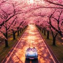 수원CC사거리 일원 | 2026 서울근교 봄꽃 드라이브 코스 추천 | 경기도 벚꽃 당일치기 나들이 명소 5곳