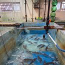 제주도회수산 | 제주도 회 맛집, 조천수산 내돈내산 방문 후기