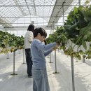 더드림팜 | 파주 딸기체험 추천 드림팜 / 텐트존 팜피크닉 후기 (6살 아이랑 실내 체험) 🍓