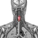 epiglottis(후두덮개) 이미지