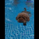 맑은오늘 애견유치원&호텔 이미지