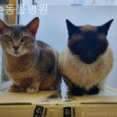 도촌 동물병원 이미지