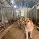 세진동물병원 | [컹컹컹: 5월 프로젝트] 유기견 보호소 봉사 후기