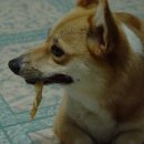 카리스마