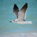 불타는갈매기 이미지