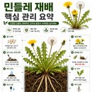 경운반점 | 민들레 완벽 가이드｜민들레 효능부터 재배방법·수확·활용까지 총정리