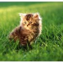 버닝헤드 이미지