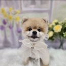 복이네도그살롱 이미지