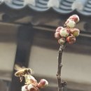 매화카센타 이미지