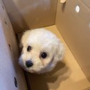 상도그 검암점 이미지