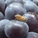 지지농장 이미지