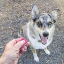 도그 트레이닝(Dog Training, 愛犬訓練)