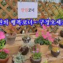 남사물향기야생화