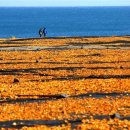 노랑제주 이미지