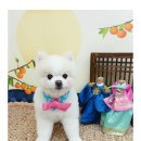 까까보개 이미지