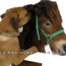오케이닭발 이미지