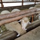 관동목장 이미지