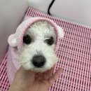 아토,사랑스러워 | [청라 애견미용] 아토 사랑스러워 미용받고온 솔직후기