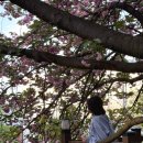 전주대학교 | 전주/여행 전주 겹벚꽃 명소 전주대학교