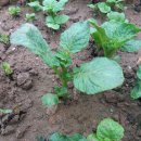 청라농장 이미지