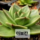 아보